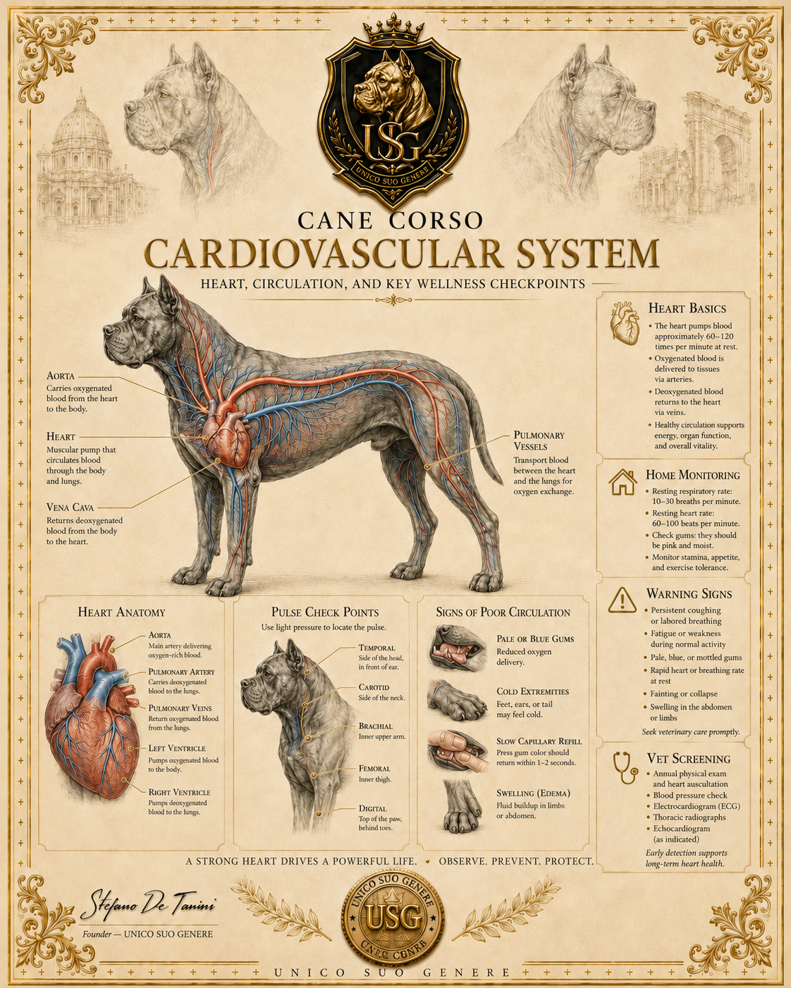 Cardiovascular System